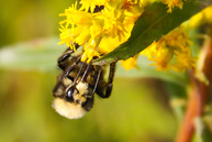A bee hanging from yellow flowers