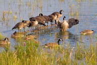 Canada geese balancing on log