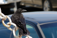 Crow sitting on a chain