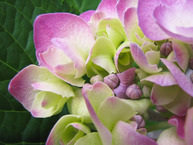 Pink and green flower petals
