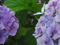 White butterfly on purple flowers